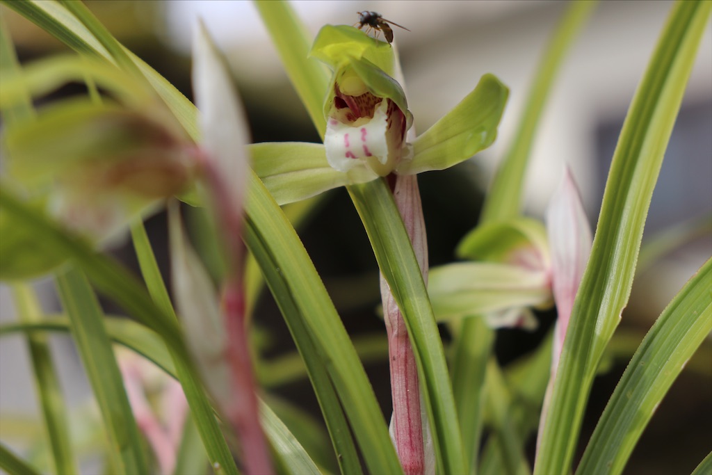 f:id:snow36:20220401234113j:image