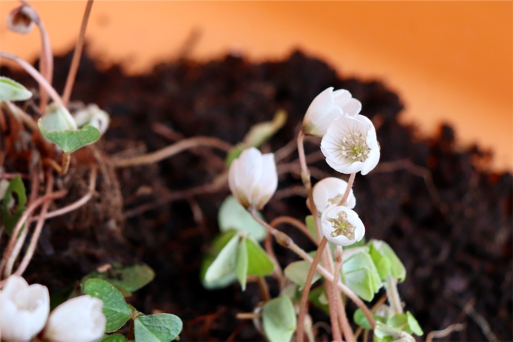 f:id:snow36:20220401234208j:image