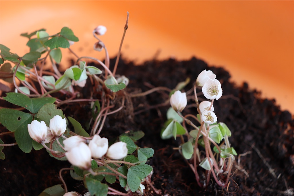 f:id:snow36:20220401234211j:image