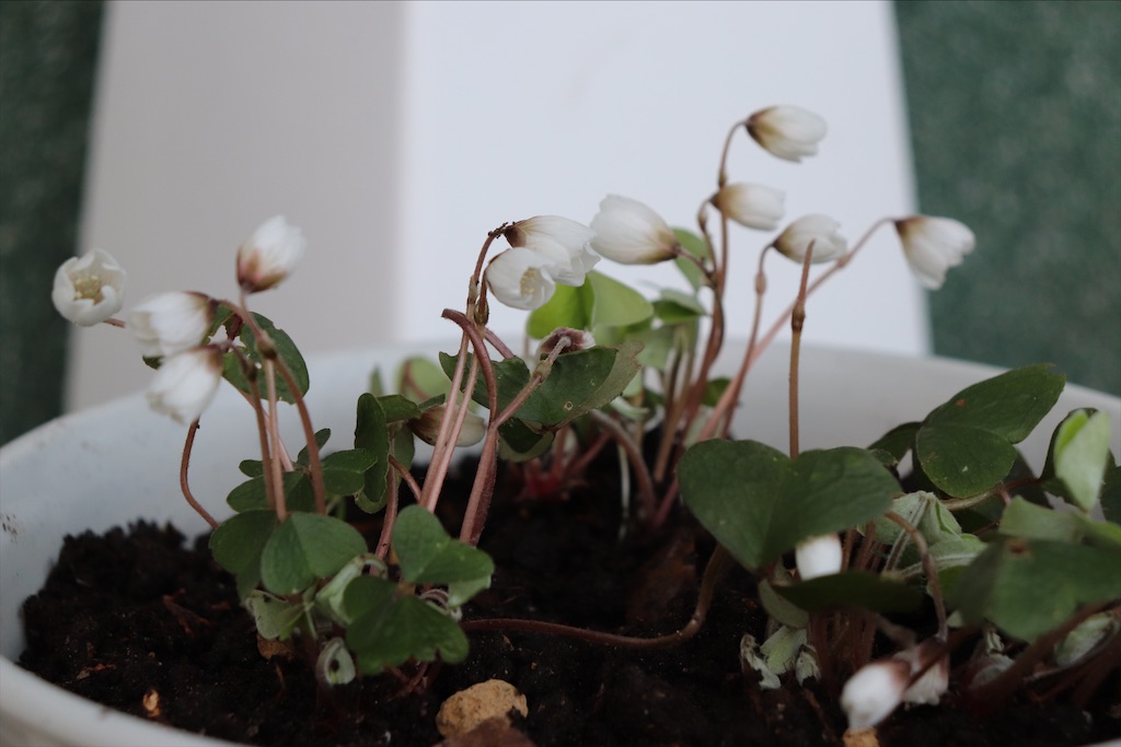 f:id:snow36:20220401234301j:image