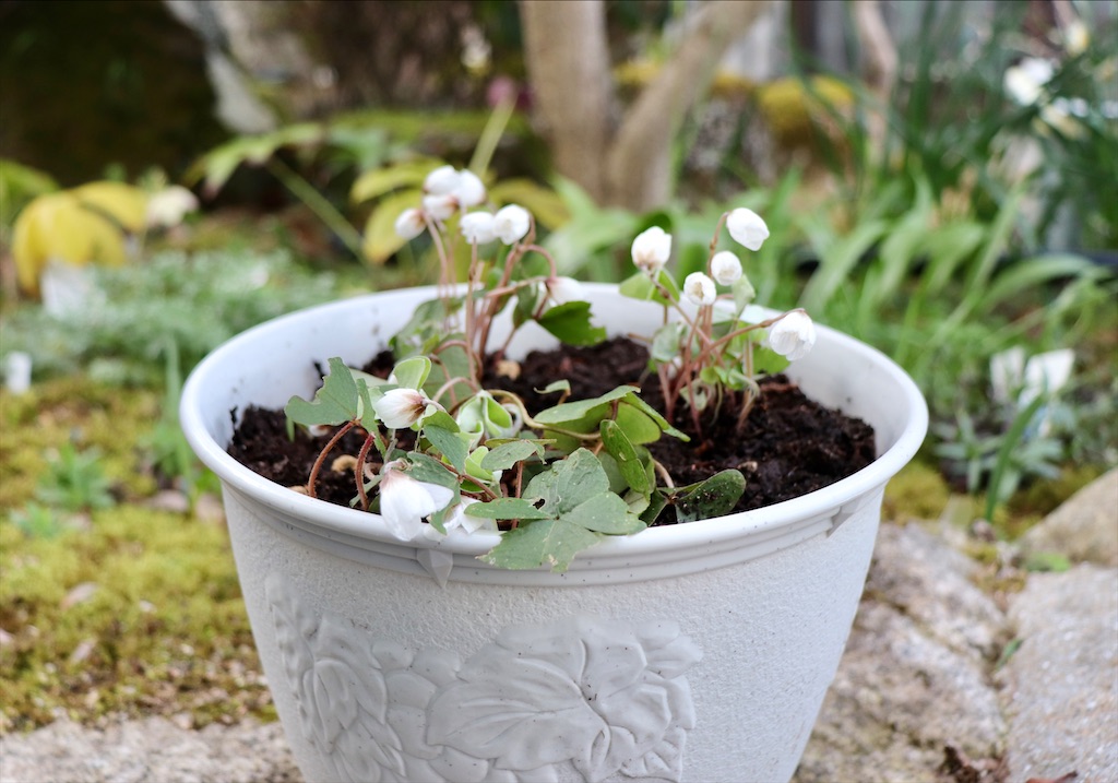 f:id:snow36:20220401234307j:image