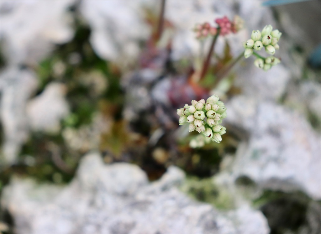 f:id:snow36:20220401234407j:image