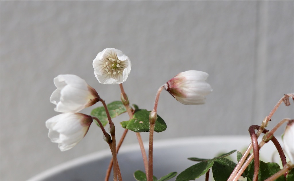 f:id:snow36:20220402002210j:image