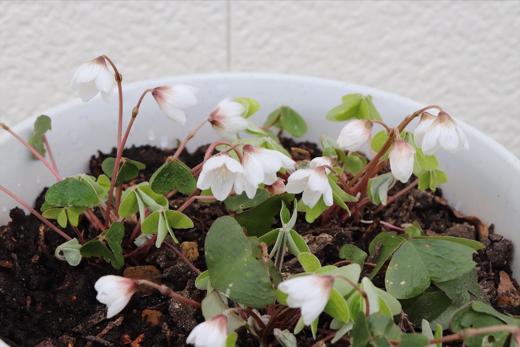 f:id:snow36:20220402153441j:image