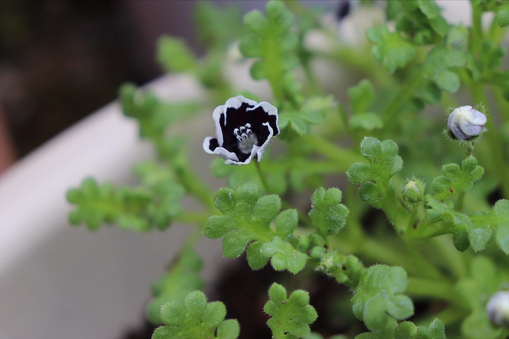 f:id:snow36:20220403001943j:image