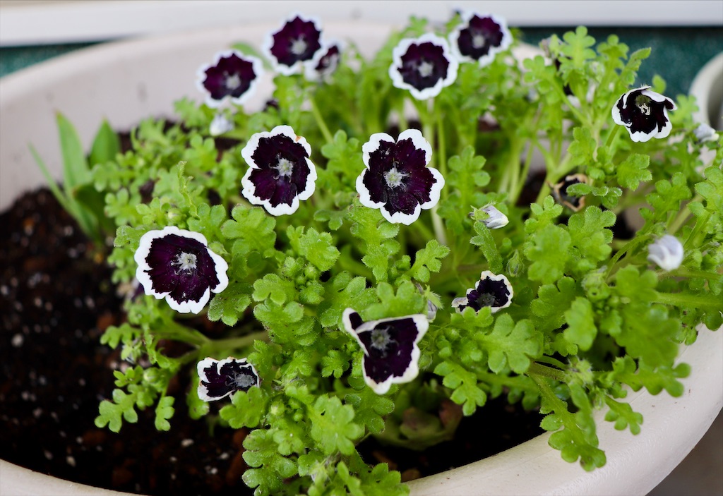 f:id:snow36:20220403095226j:image