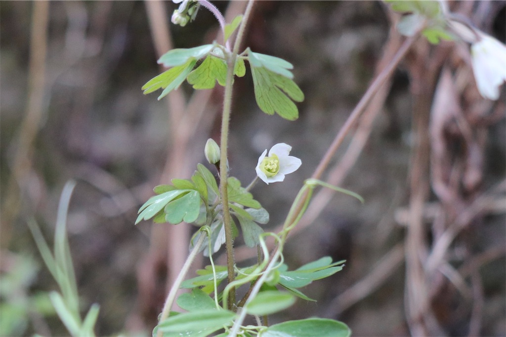 f:id:snow36:20220404173141j:image