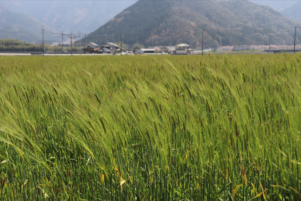 f:id:snow36:20220410185537j:image