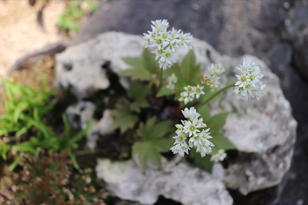 f:id:snow36:20220410190101j:image