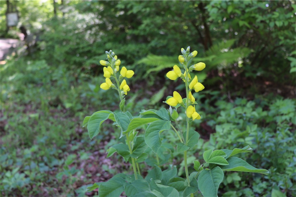 f:id:snow36:20220625123250j:image