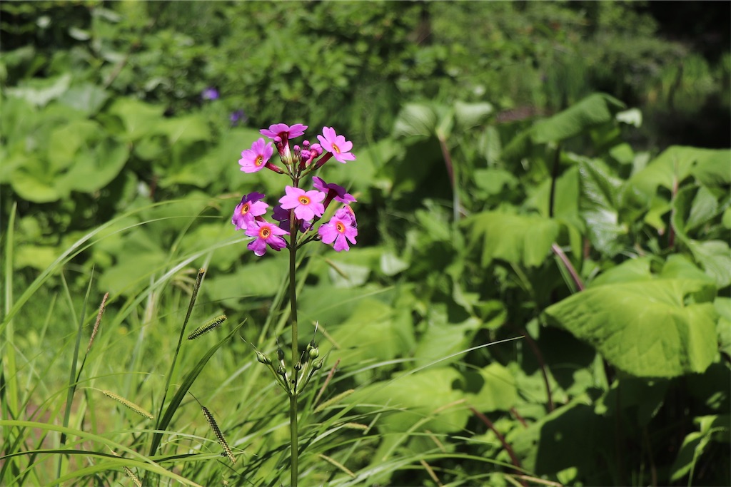 f:id:snow36:20220625123309j:image