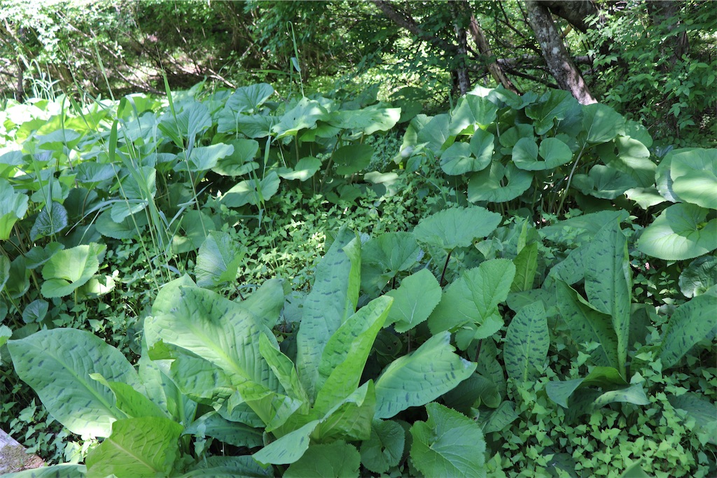 f:id:snow36:20220625123408j:image