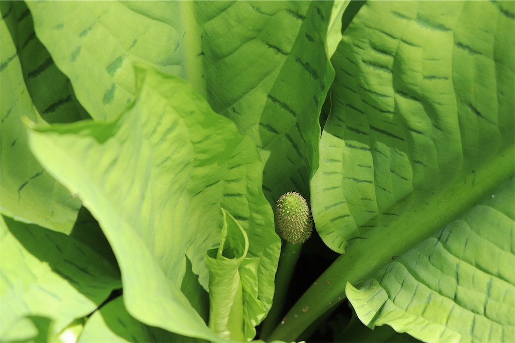 f:id:snow36:20220625123600j:image f:id:snow36:20220625123600j:image