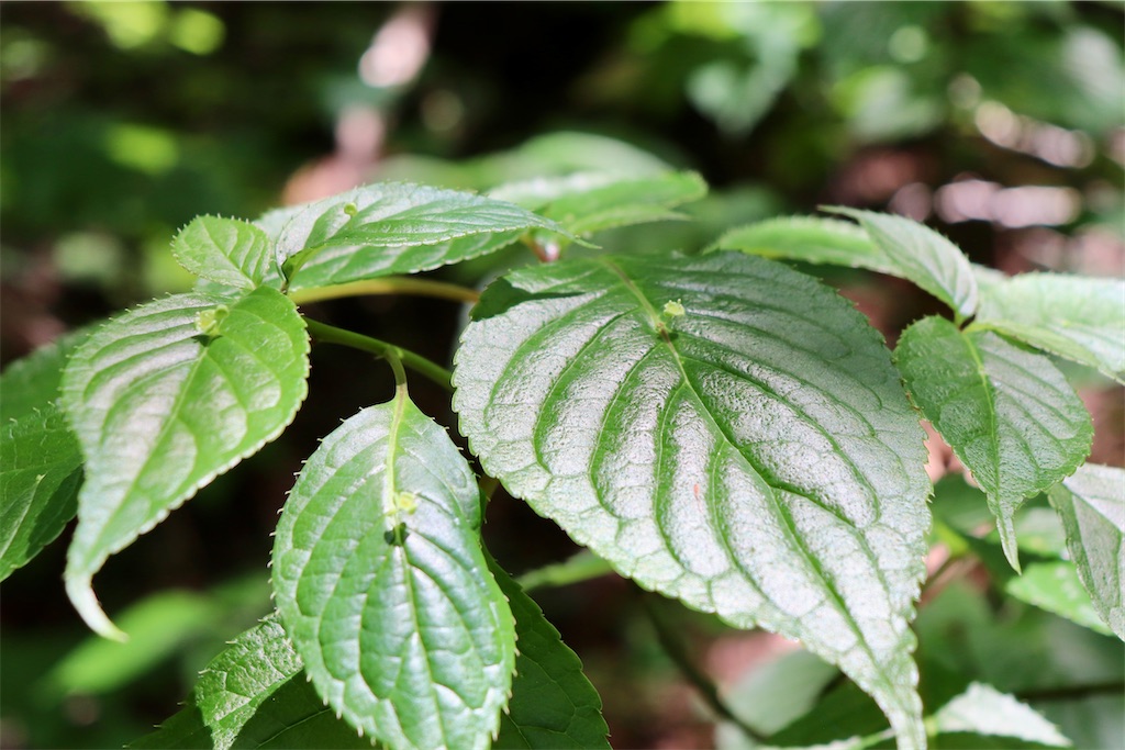 f:id:snow36:20220625124533j:image