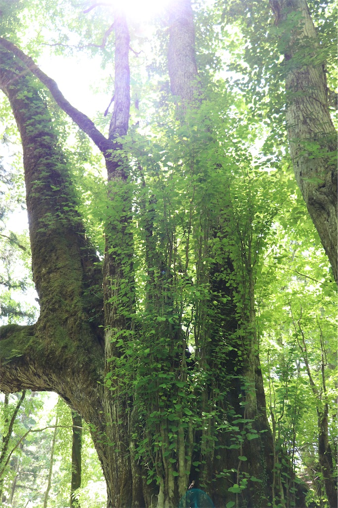 f:id:snow36:20220625124714j:image