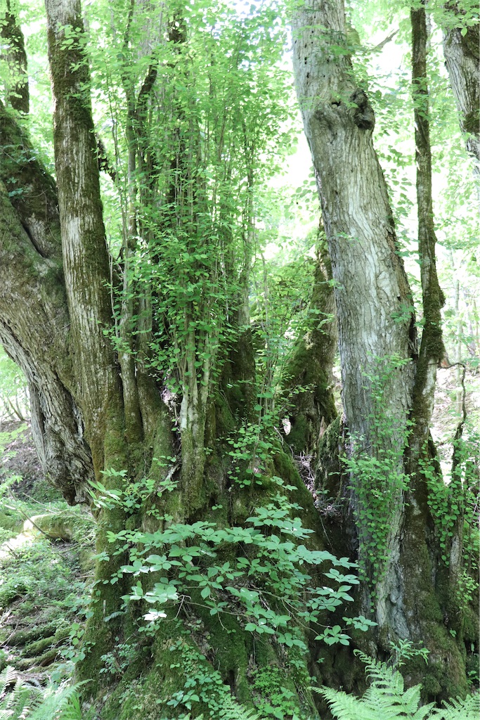 f:id:snow36:20220625124757j:image f:id:snow36:20220625124757j:image