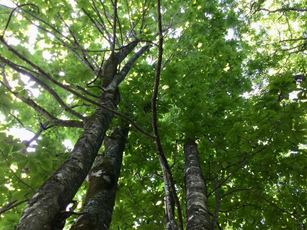 f:id:snow36:20220625125112j:image