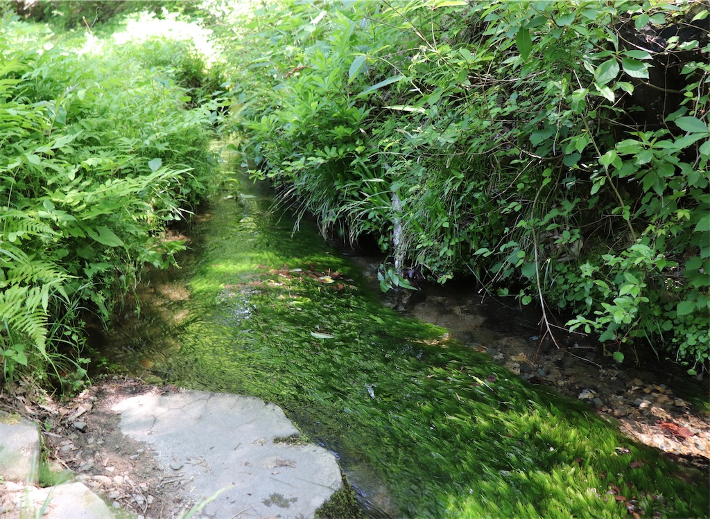 f:id:snow36:20220625125236j:image f:id:snow36:20220625125236j:image