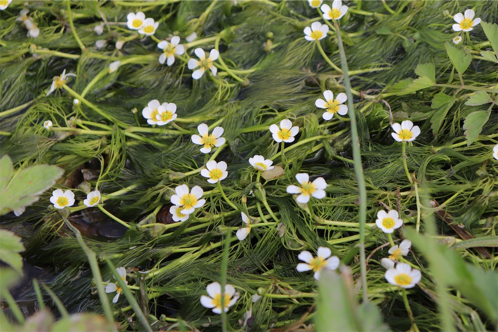 f:id:snow36:20220625132417j:image