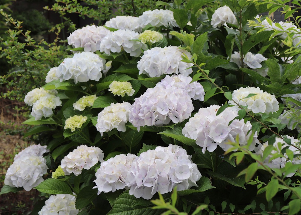 f:id:snow36:20220625132548j:image f:id:snow36:20220625132548j:image