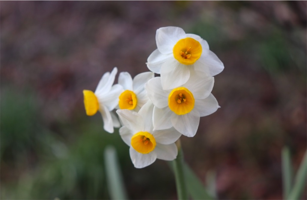 f:id:snow36:20250115111827j:image