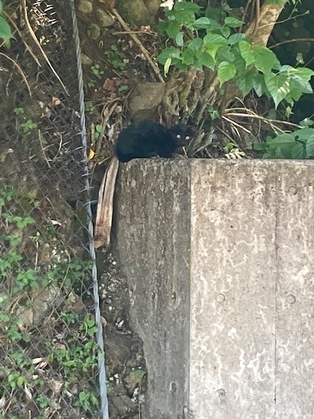 野ネコ？