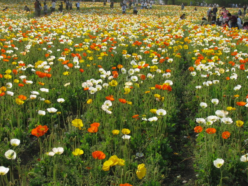 Img_0339_2 Img_0339_2