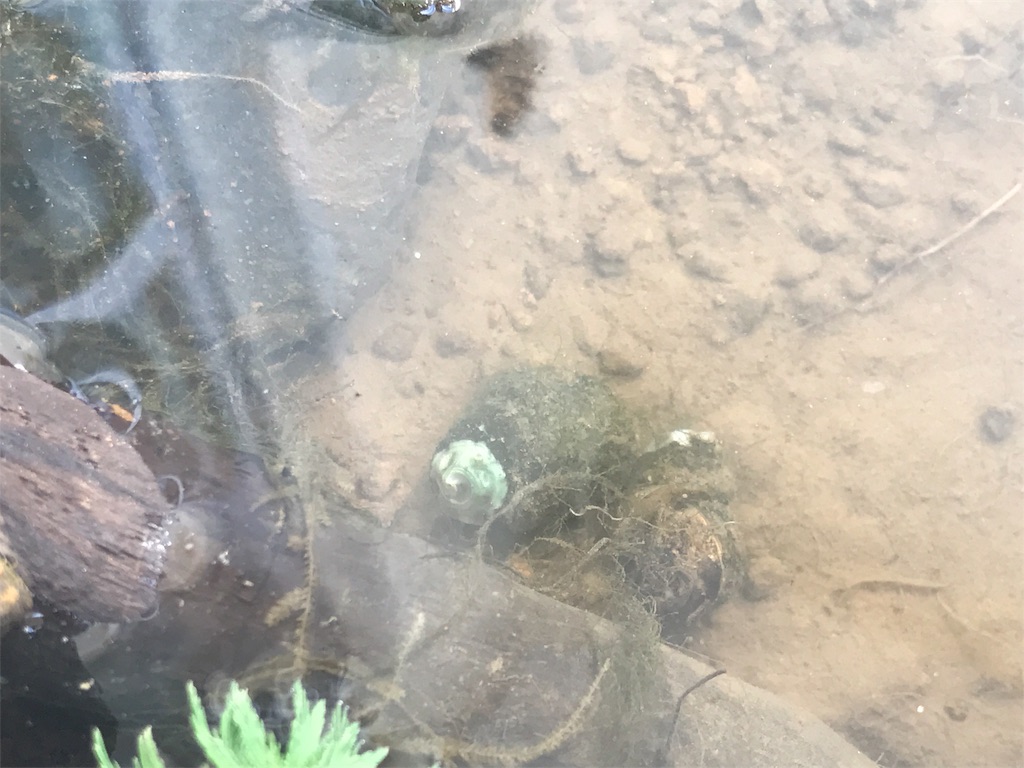 ベランダビオトープ