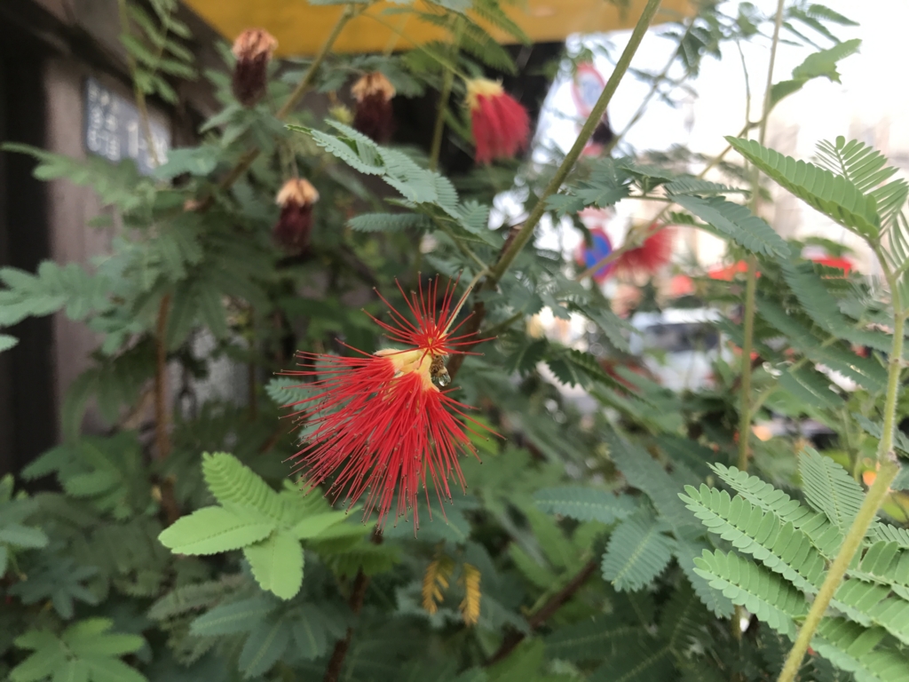 f:id:snowlong:20170527125701j:plain f:id:snowlong:20170527125701j:plain