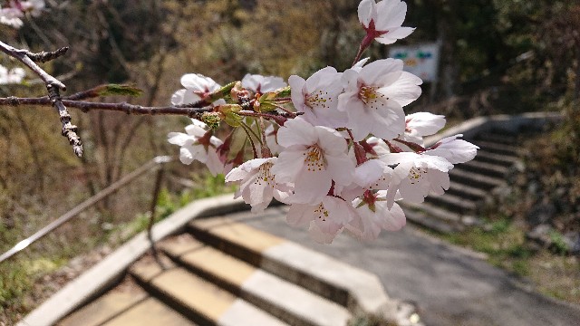 f:id:snowol:20190406193541j:plain f:id:snowol:20190406193541j:plain