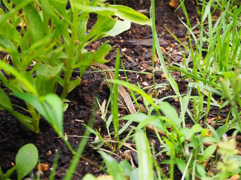 f:id:snowout:20200630100055j:plain