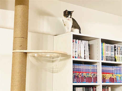 f:id:snowrabbit21:20221020114424j:image