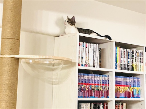 f:id:snowrabbit21:20221020114427j:image