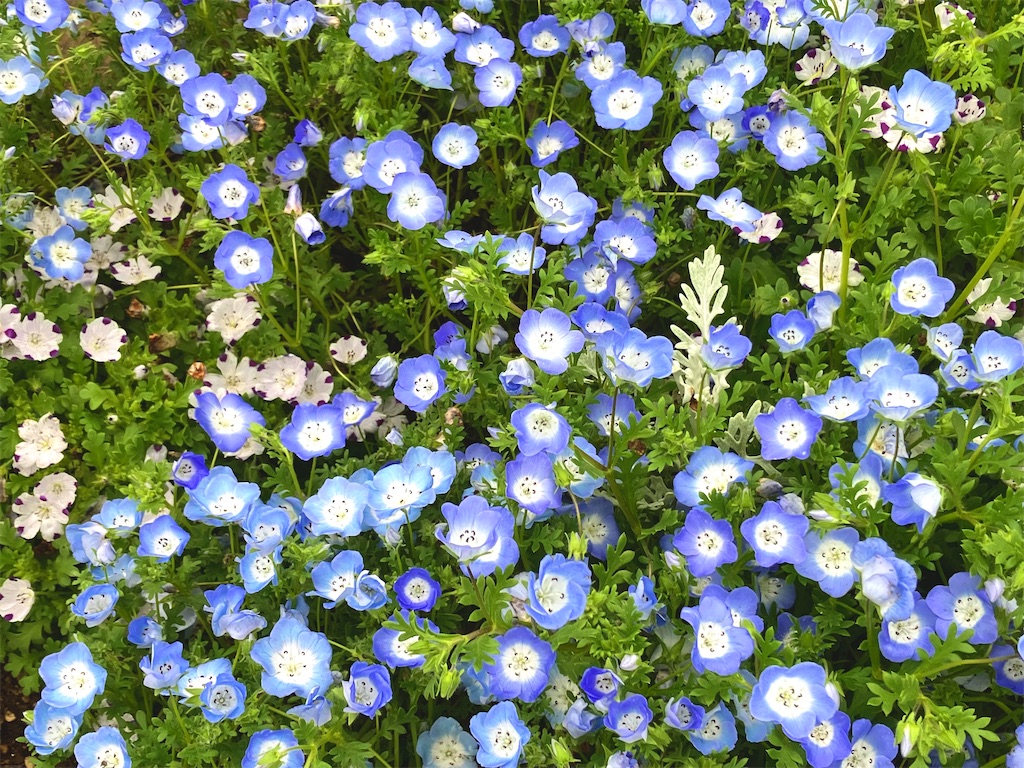 f:id:snowrabbit21:20240504125852j:image