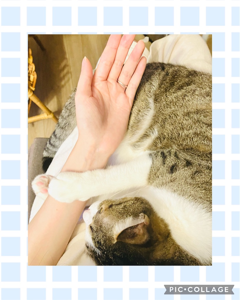 f:id:snowrabbit21:20240606003830j:image f:id:snowrabbit21:20240606003830j:image