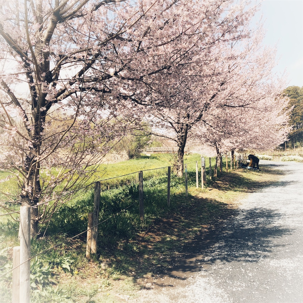 f:id:snowravine:20190408143306j:image