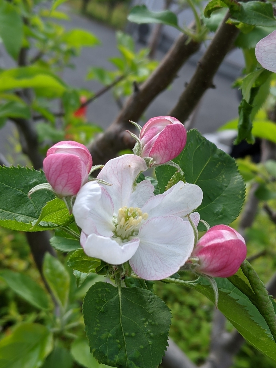 f:id:snowrumirumi:20210407082601j:plain