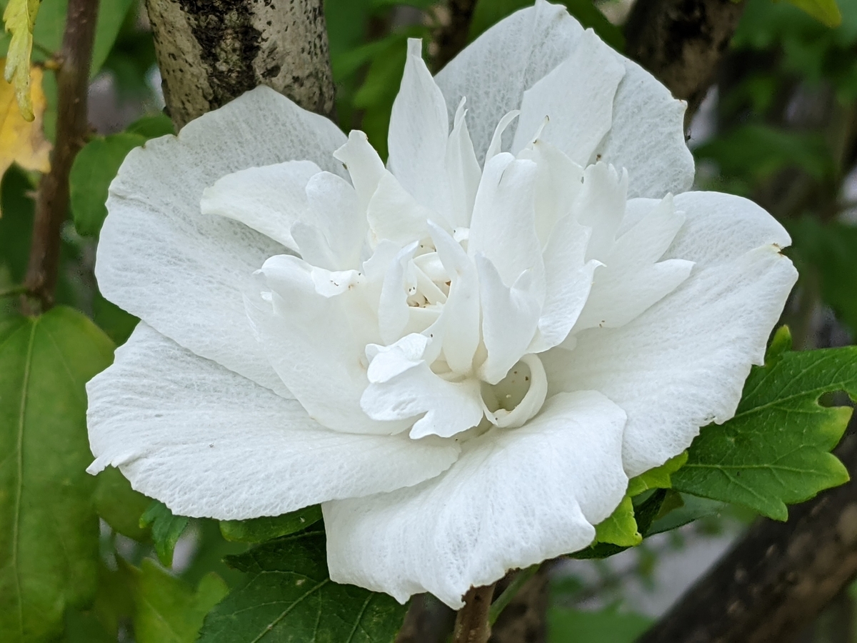 f:id:snowrumirumi:20210914183627j:plain