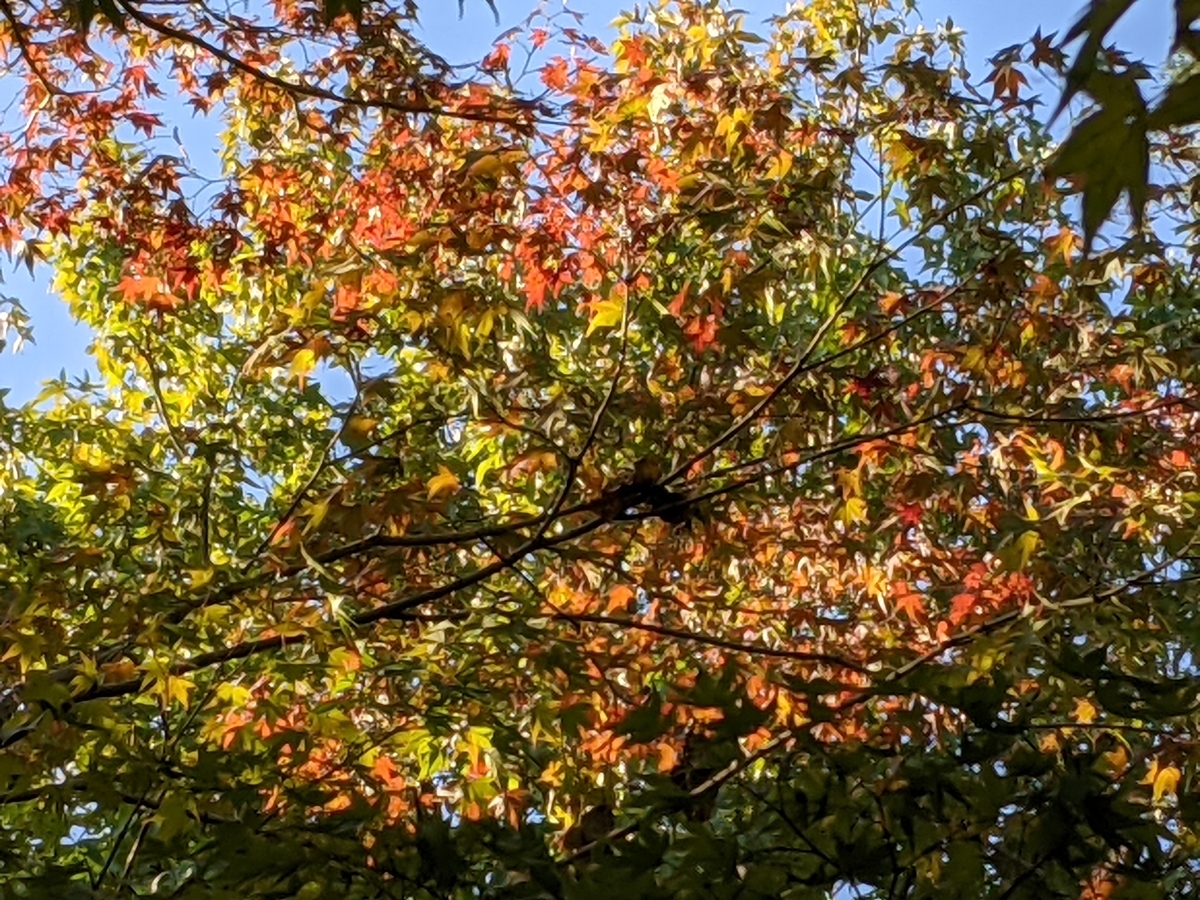 f:id:snowrumirumi:20211023202014j:plain