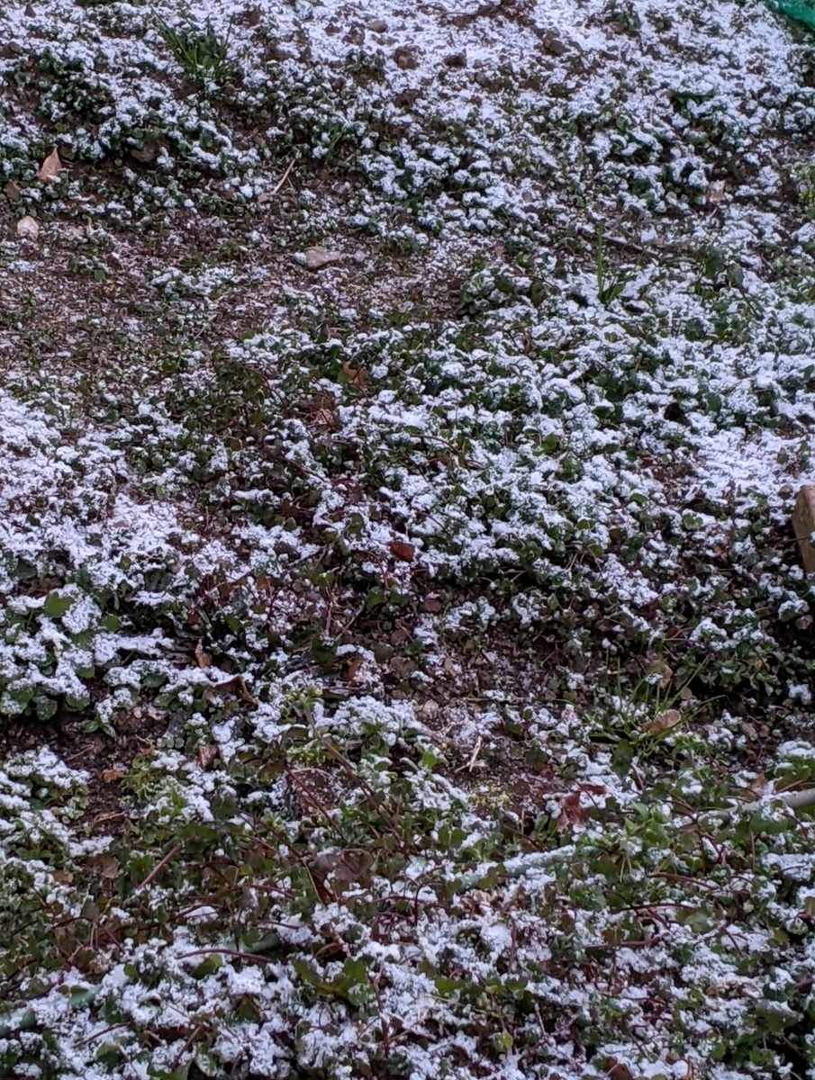 f:id:snowrumirumi:20220122212928j:plain