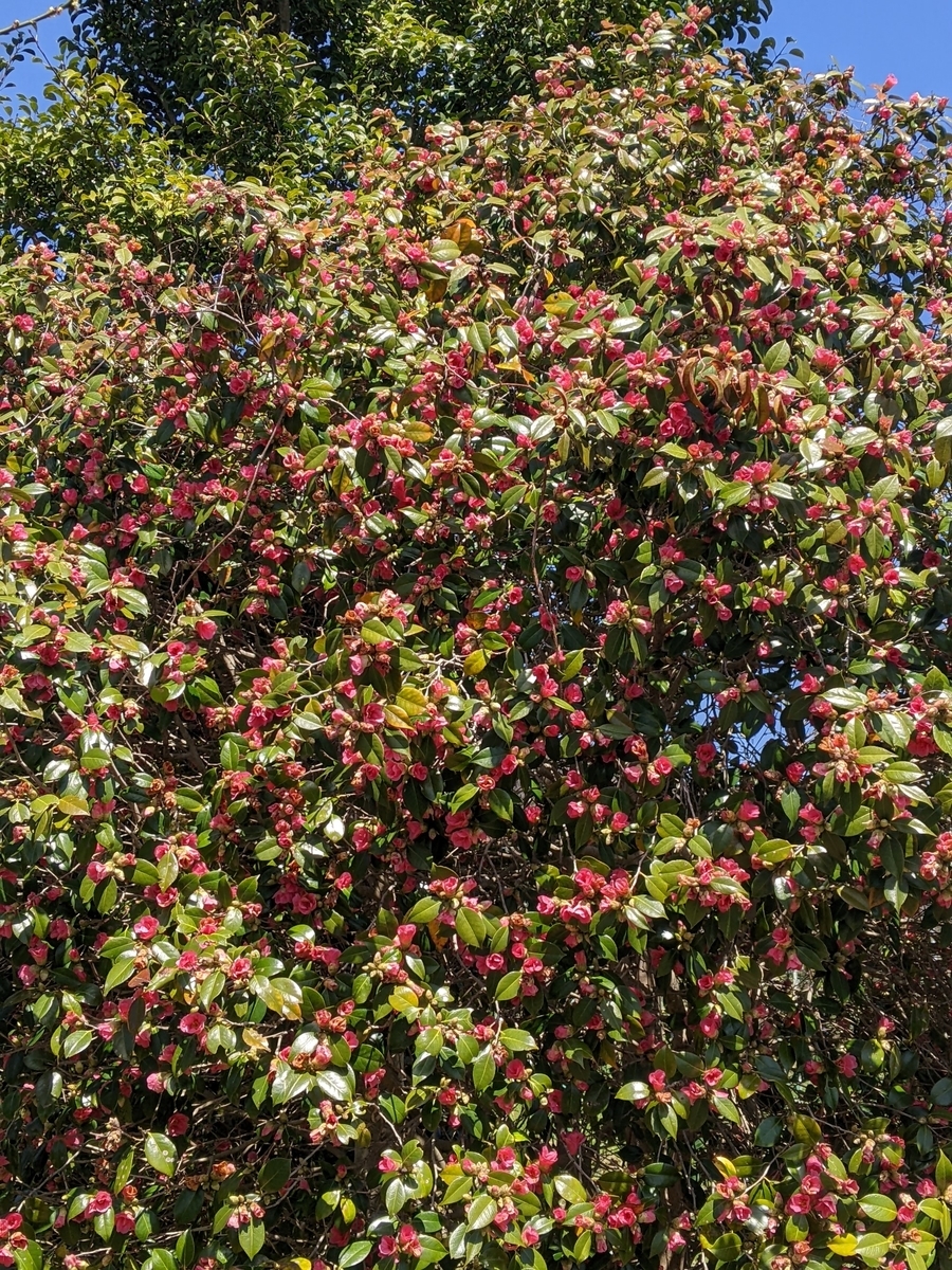 f:id:snowrumirumi:20220327201611j:plain