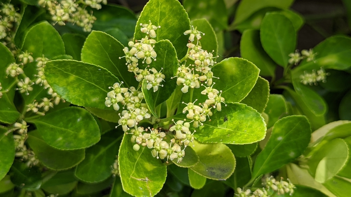 裸子植物とは 動植物の人気 最新記事を集めました はてな