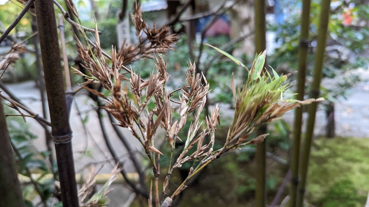 竹の花が咲いていた! - こころあそびの記