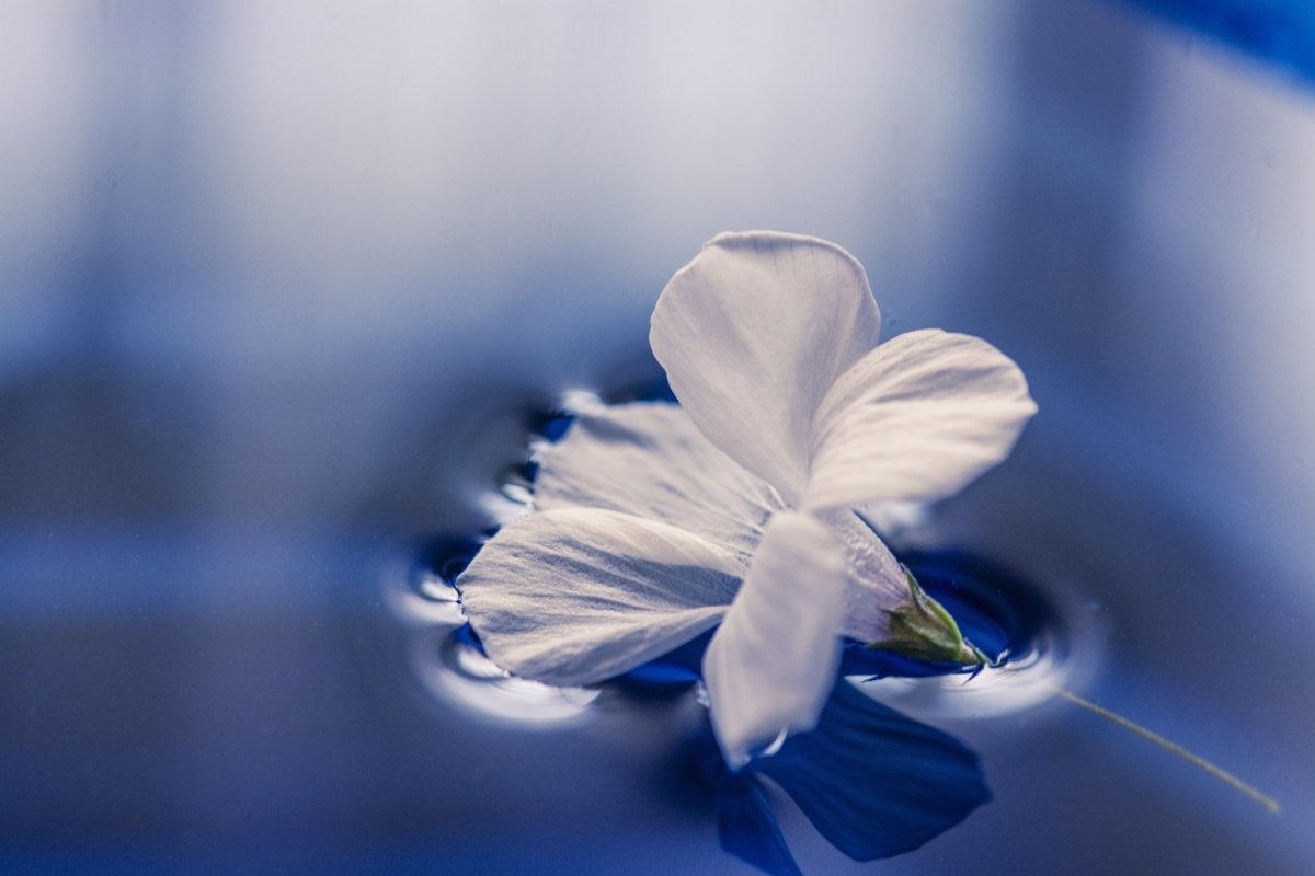 f:id:snowtime:20210329190532j:plain
