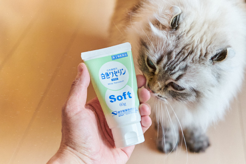 猫を飼っていて ハンドクリームを塗るならワセリンがオススメです 猫ノ目わたるブログ 猫を飼っていて ハンドクリームを塗るならワセリンがオススメです 猫ノ目わたるブログ