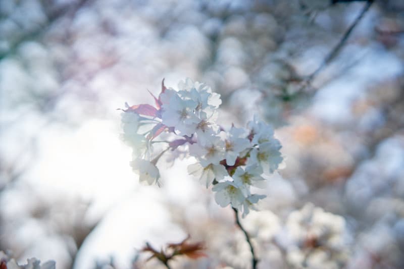 桜坂（大田区田園調布）の桜を撮ってきた。 - どこかの風景