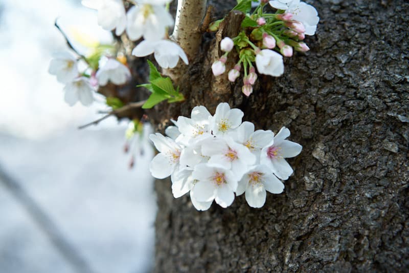 f:id:snowvalley:20210410215357j:plain