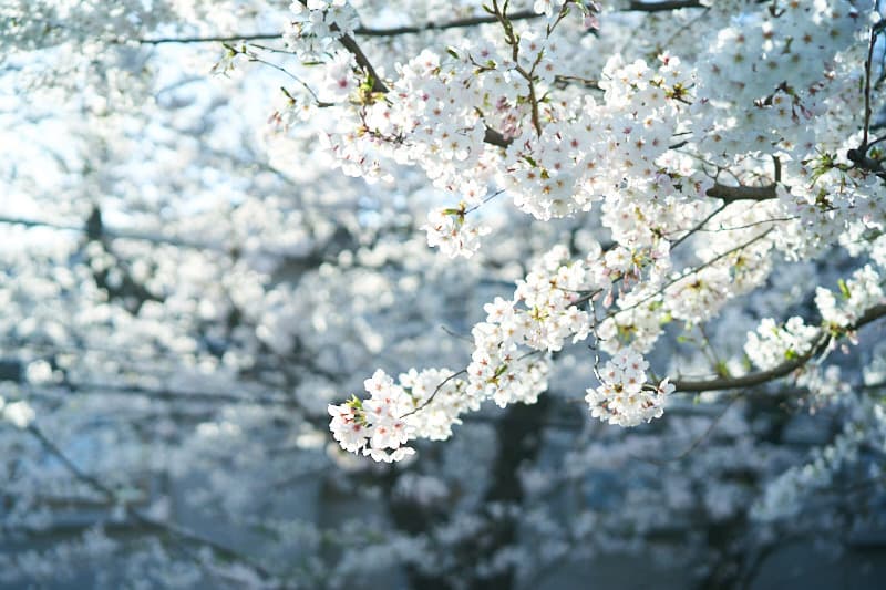 f:id:snowvalley:20210410215516j:plain