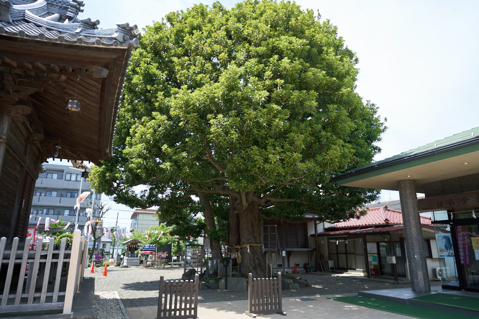 f:id:snowvalley:20210505164301j:plain