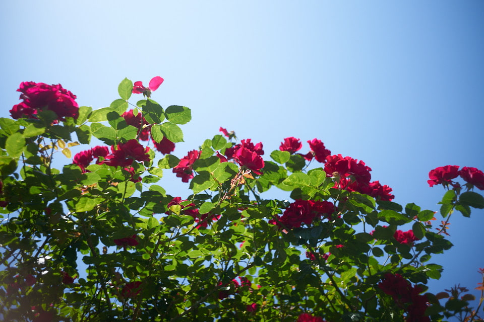 f:id:snowvalley:20210517195721j:plain